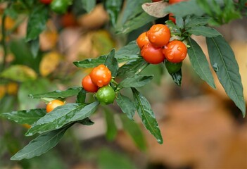 Red wild berry in the garden with drops