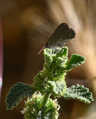 mariposa endémica posada en flor de menta