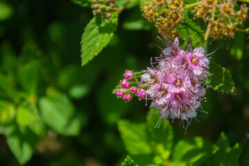 bee on a flower