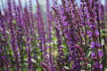 lavender field in region