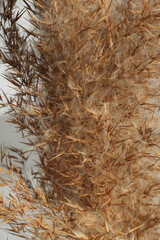 Beige dry reeds on white background. Closeup photo.