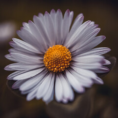 beautiful white daisy flower in the garden in autumn season, autumn colors