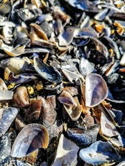 oysters on the market