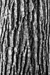 Obraz premium Tree bark texture in black and white