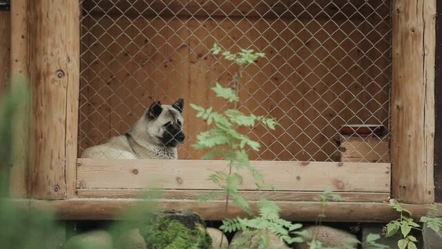 A dog of the American Akita breed sits in a wooden aviary on a summer day and looks around