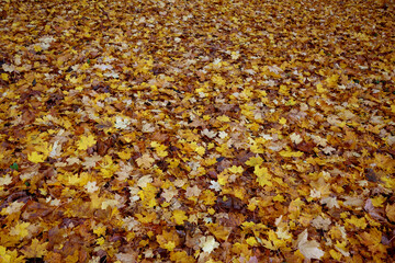 Carpet of fallen leaves.