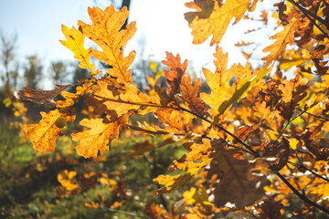 Fototapeta na wymiar Autumn colorful bright Leaves swinging in a tree in autumn Park. Autumn colorful background, fall backdrop. autumn leaves on the tree