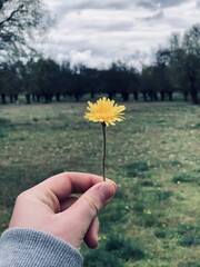 mano sosteniendo margarita con prado, nubes y &aacute;rboles de fondo 