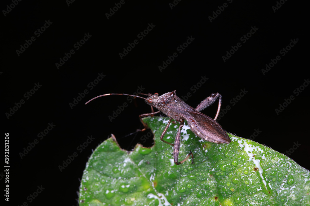 Wall mural stink bug on green leaves, north china