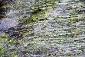 Wasserpflanzen im Fluss