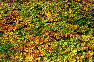 Hornbeam hedge in autumn. (Carpinus betulus)