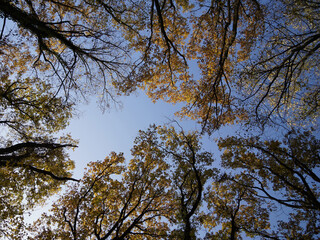View from below into treetops on a sunny and cloudless day in autumn