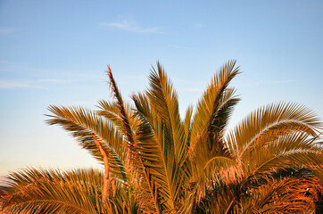 Obraz na płótnie Canvas Autumn palm trees in evening sunlight, blue sky background, copy space