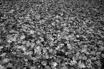 Carpet of fallen leaves. Black and white
