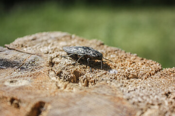 a beetle on the ground
