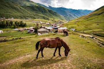 Fototapeta na wymiar Grazing horse in hills outside of Ushguli, Georgia. At 2100 masl Ushguli is one of the highest continuously inhabited settlements in Europe