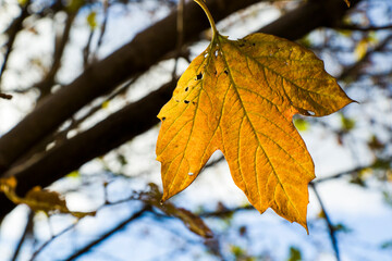 Naklejka na ściany i meble Autumn leaves background, sunlight and bright