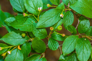 green leaves on a branch