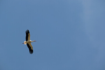 Storch im Flug