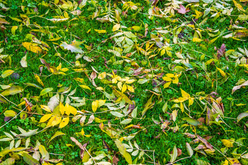 Green, natural carpet of falling autumn leaves. Colorful leaves on green grass.