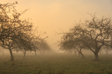 dawn in a foggy spring  garden