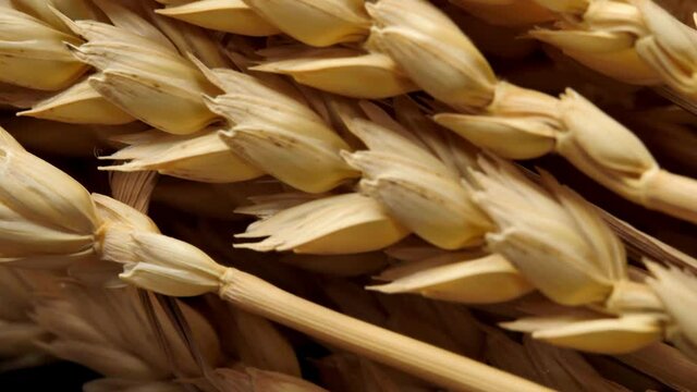 A bouquet of dried  wheat on the background of an old wooden table or tabletop.
Rustic background for presentations, organic farming, agriculture, shops and other natural plant growing businesses.
