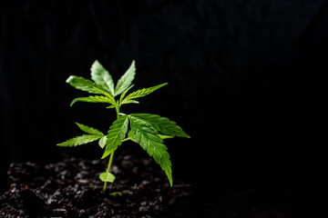 small plant of cannabis seedlings at the stage of vegetation planted in the ground in the sun, exceptions of cultivation an indoor marijuana for medical purposes. Marijuana leaves on dark background.
