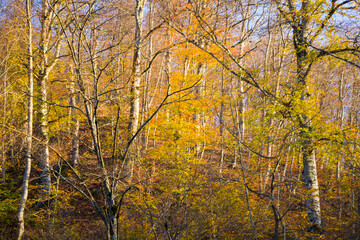 Fototapeta premium Autumn and fall forest landscape, autumn leaves and trees background