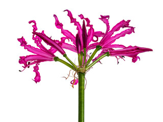 Close up backsIde view of single fuchsia pink Nerine flower, isolated on white background.