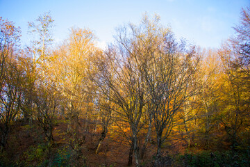 Naklejka na ściany i meble Autumn and fall forest landscape, autumn leaves and trees background