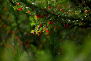 Yew. Taxus baccata. European yew is evergreen conifer shrub with poisonous and bitter red berry fruits. Yew tree with red fruits. Red berries growing on evergreen yew tree branches