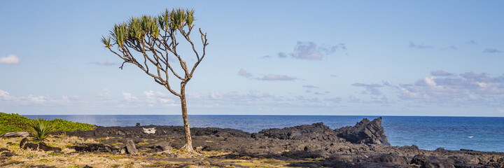 Vacoa tree (common screwpine) in Cap Méchant on Reunion Island