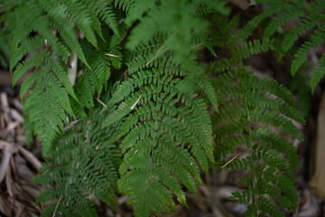 fern leaf in the forest