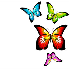 Obraz na płótnie Canvas butterfly736