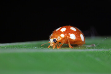 ladybug on green leaves, North China