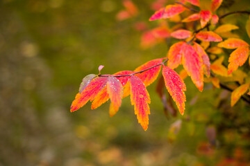 Autumn leaves background, sunlight and bright