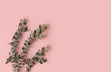 Green leaves of eucalyptus branches on a pink background.