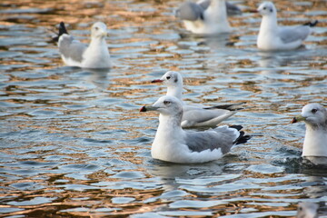 海辺のウミネコとユリカモメの群れ
