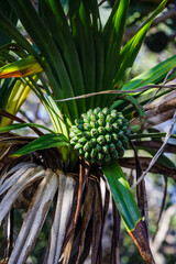 Pandanus utilis fruit, the common screwpine, in Cap Mechant on Reunion Island
