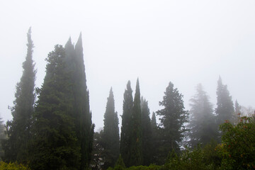 Forest and trees in mist and fog