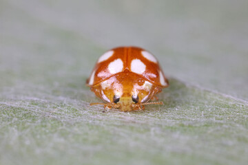 ladybug on green leaves, North China