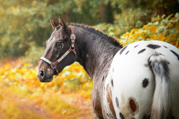 appaloosa horses from the farm near a pasture in autumn
