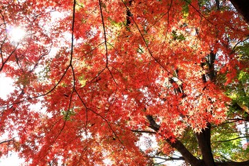 紅葉（埼玉県入間市）