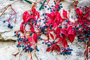 Colorful, bright ivy with blue berries on the white wall. Autumn time.