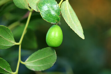 Wild jujube on the branch in orchard