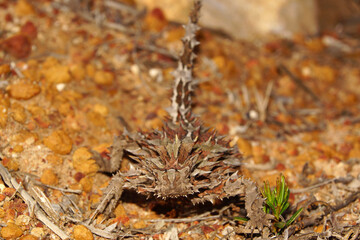 Australian Thorny Devil, Moloch horridus, an ant-eating lizard, natural habitat in Kalbarri,...