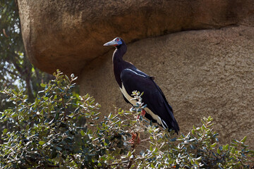 beautiful portrait of abdim's stork looking up on a branch of a tree in a zoo in valencia, spain