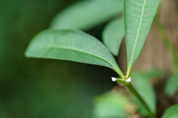 The latex of the Cerbera odollam tree coming from the stems of the cut leaves.