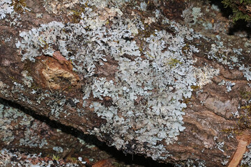 Blasenflechte an einem Baumstamm, Hypogymnia physodes