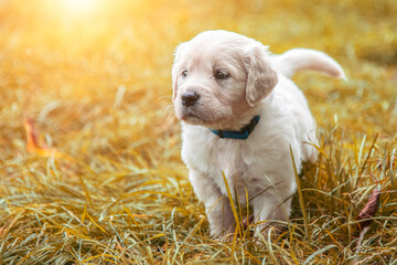 golden retriever puppies outside in a pasture in autumn